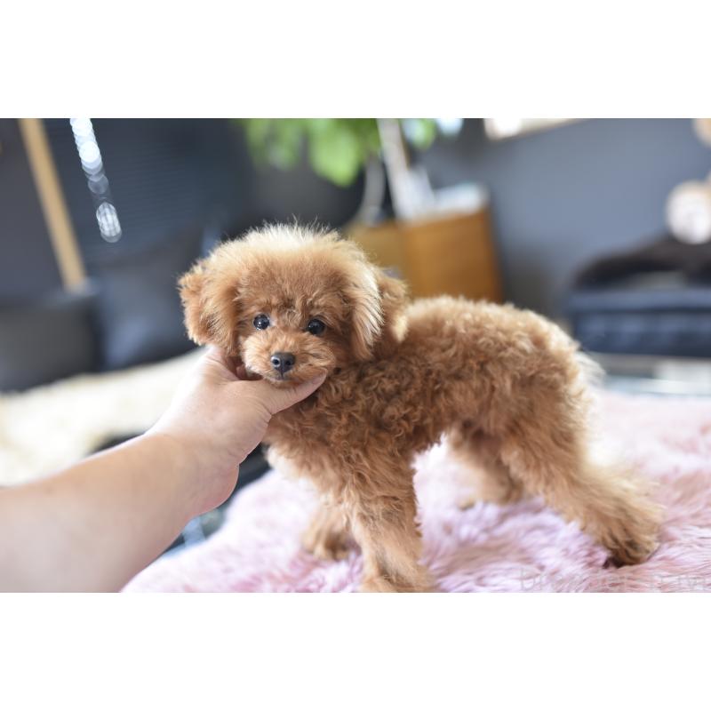 成約済の茨城県のティーカッププードル-420731の6枚目