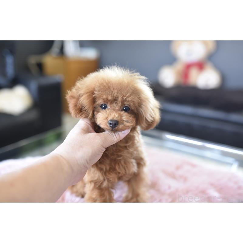 成約済の茨城県のティーカッププードル-420731の5枚目