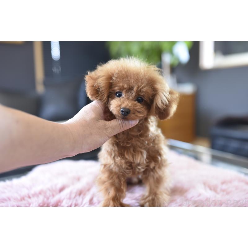 成約済の茨城県のティーカッププードル-420731の4枚目