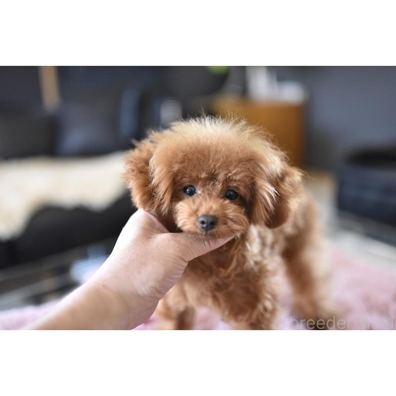 成約済の茨城県のティーカッププードル-420731の3枚目