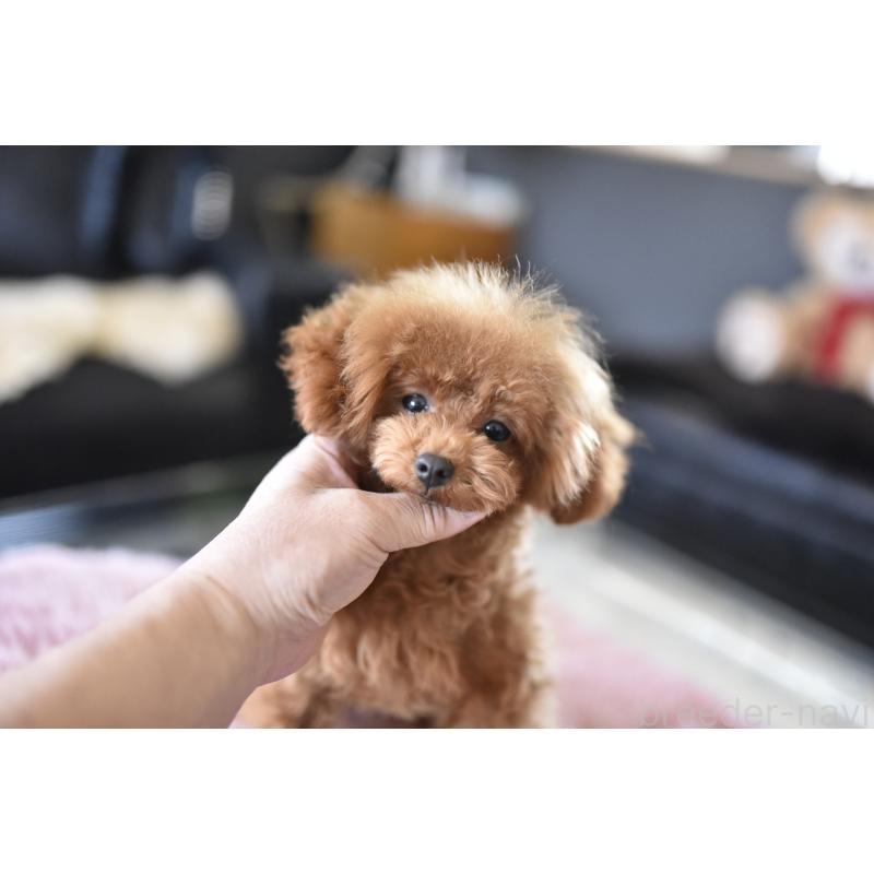 成約済の茨城県のティーカッププードル-420731の2枚目