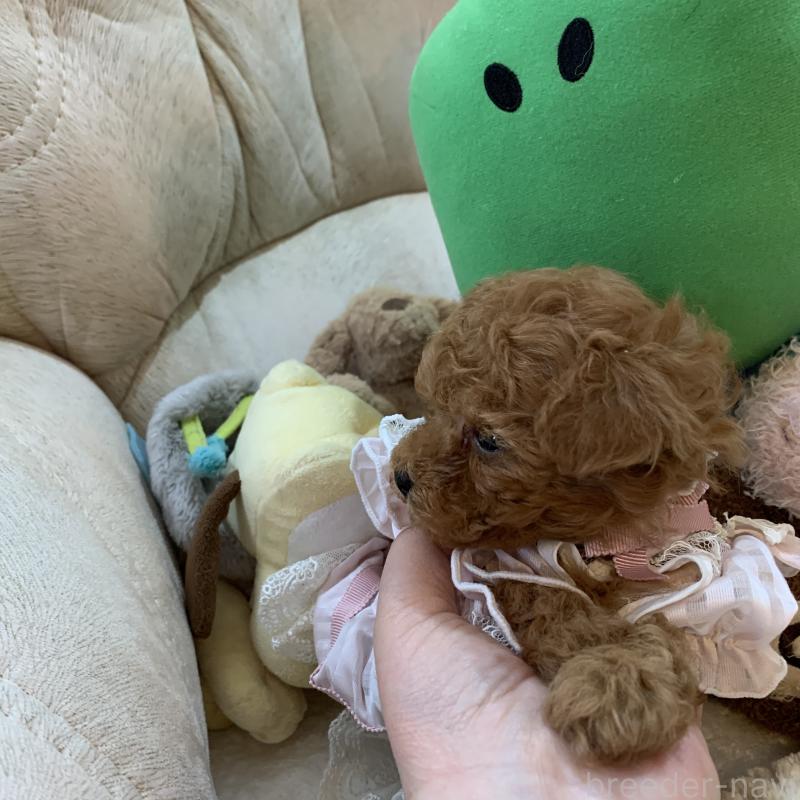 販売中の岩手県のティーカッププードル-441399の6枚目