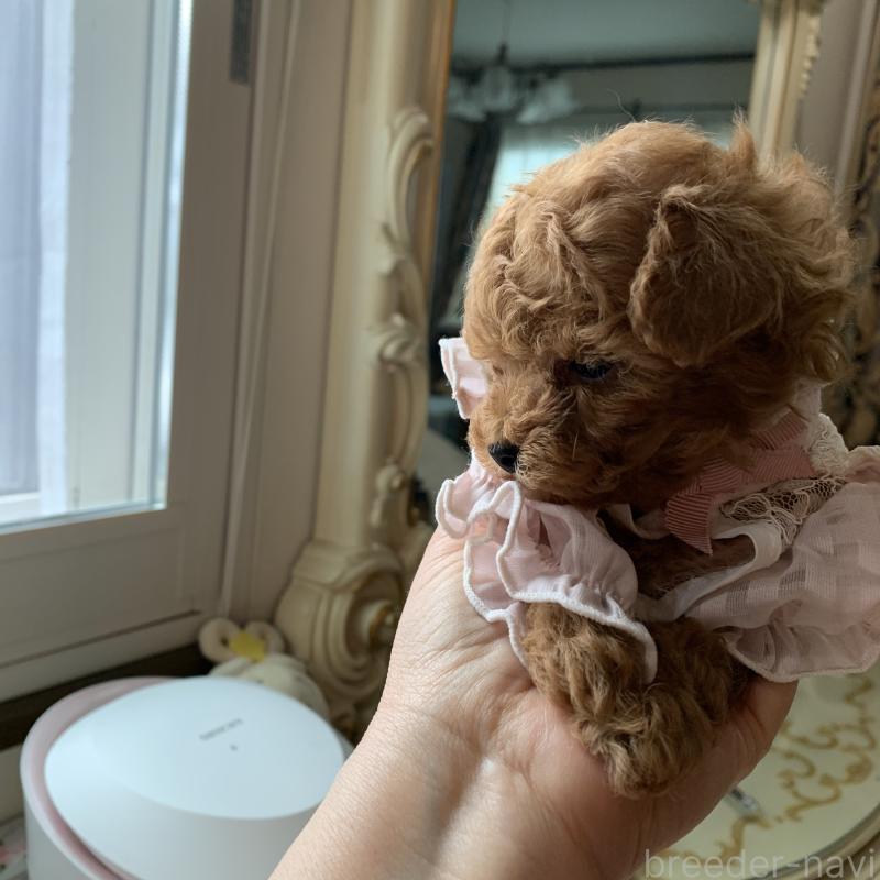 販売中の岩手県のティーカッププードル-441399の5枚目