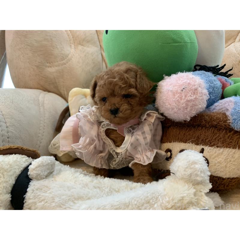 販売中の岩手県のティーカッププードル-441399の4枚目