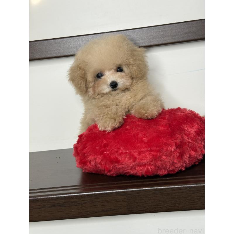 販売中の大阪府のティーカッププードル-444518の19枚目