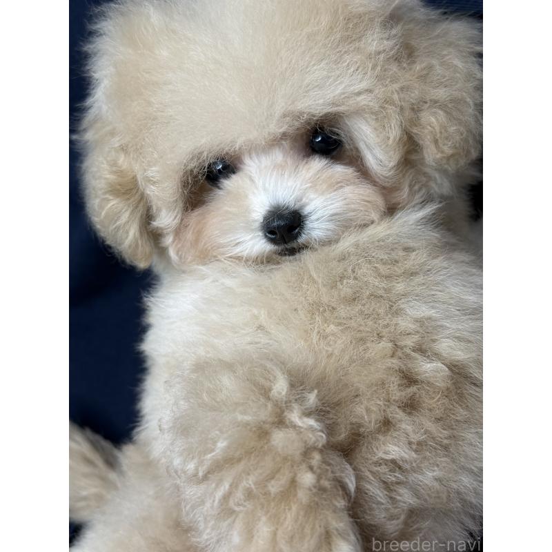 販売中の大阪府のティーカッププードル-444518の18枚目