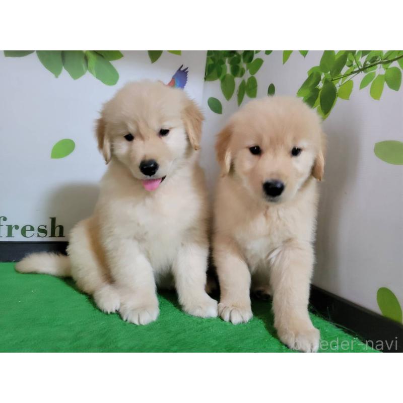 成約済の三重県のゴールデンレトリーバー-442710の5枚目