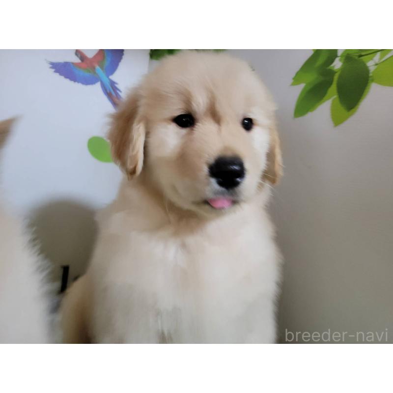 成約済の三重県のゴールデンレトリーバー-442710の4枚目