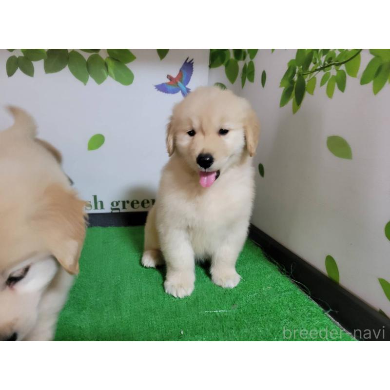 成約済の三重県のゴールデンレトリーバー-442710の3枚目