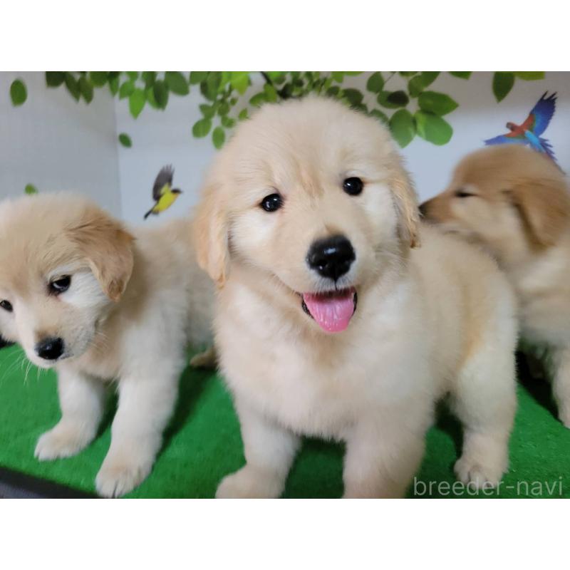 成約済の三重県のゴールデンレトリーバー-442710の2枚目