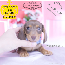 ♀︎ミニチュアダックスフンド(スムースヘアード)