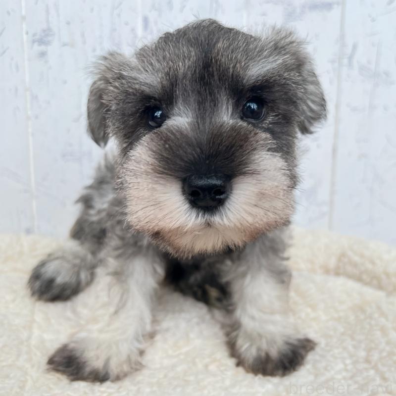 成約済の千葉県のミニチュアシュナウザー-441586の4枚目