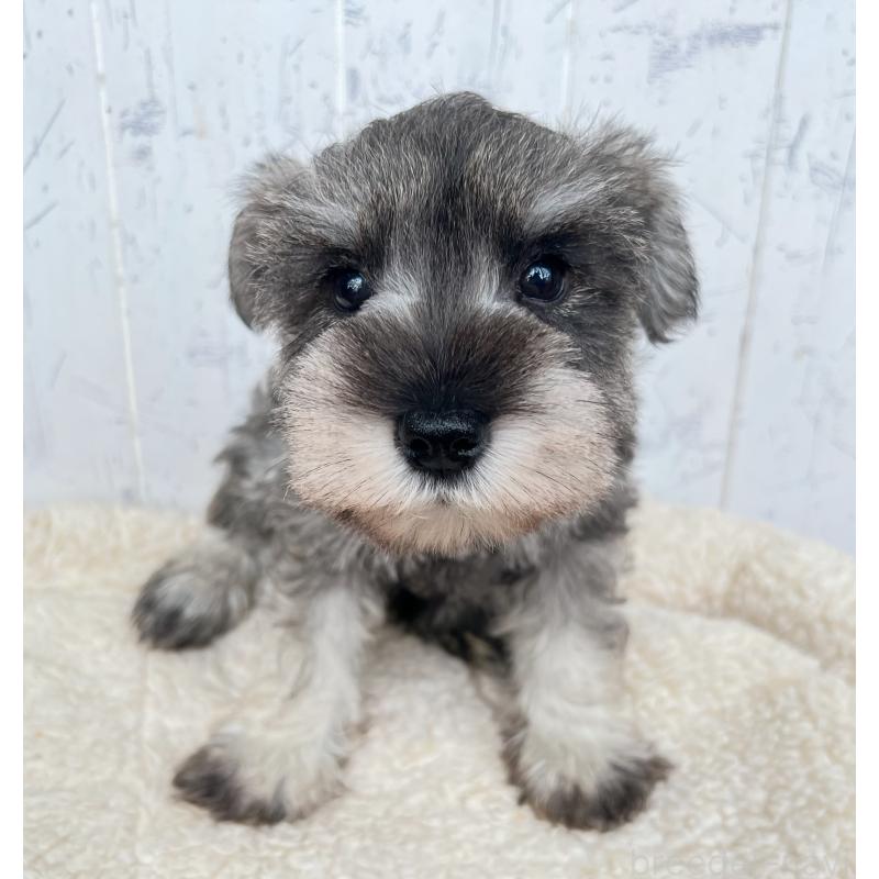 成約済の千葉県のミニチュアシュナウザー-441586の2枚目