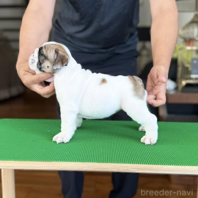 犬舎紹介の埼玉県の犬舎紹介-5405の2枚目