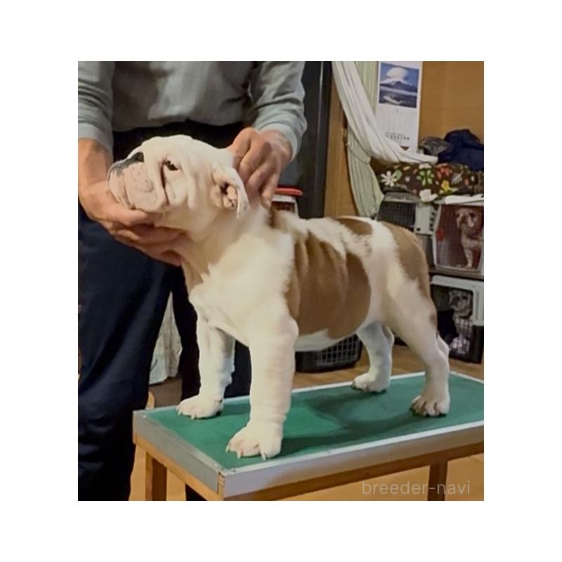 犬舎紹介の埼玉県の犬舎紹介-5405の3枚目