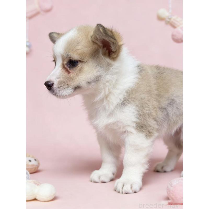 販売中の茨城県のウェルシュコーギーペンブローク-443041の5枚目