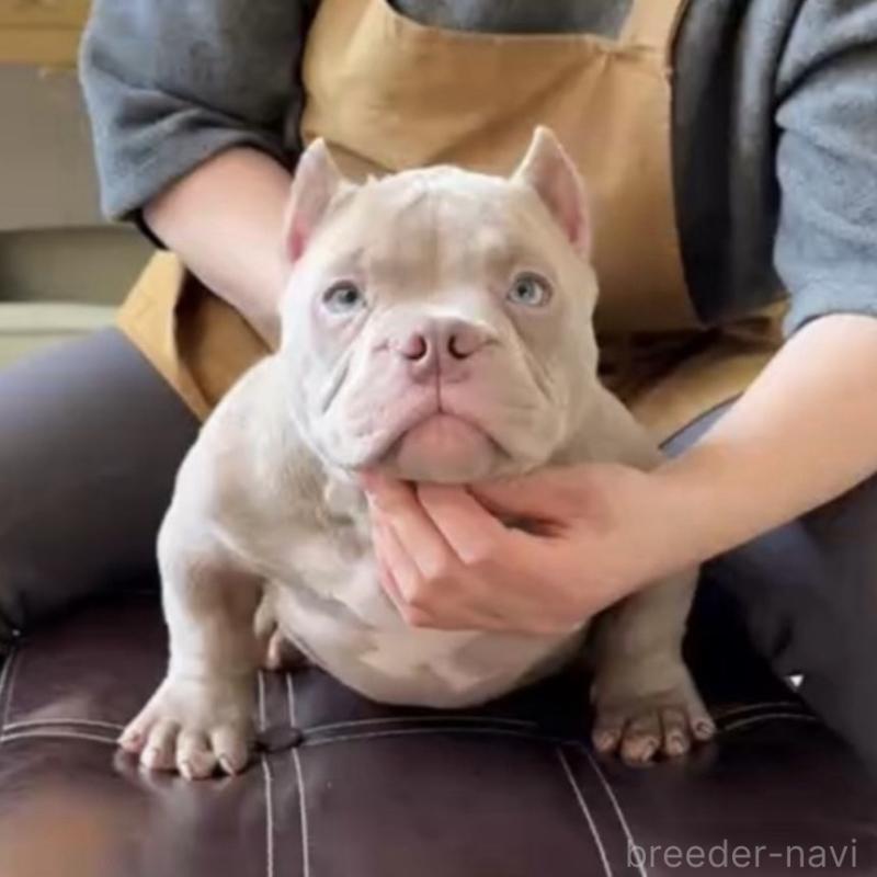 犬舎紹介の埼玉県の犬舎紹介-5405の5枚目