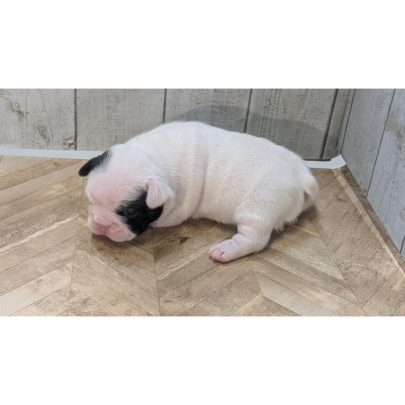 販売中の熊本県のフレンチブルドッグ-445160の27枚目