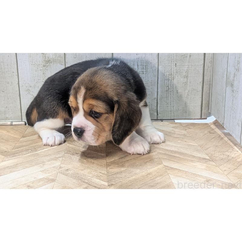 成約済の熊本県のビーグル-440793の17枚目