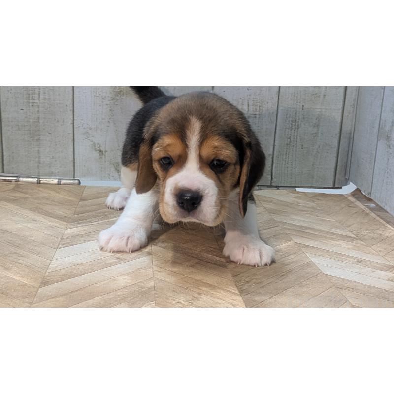 成約済の熊本県のビーグル-440793の16枚目