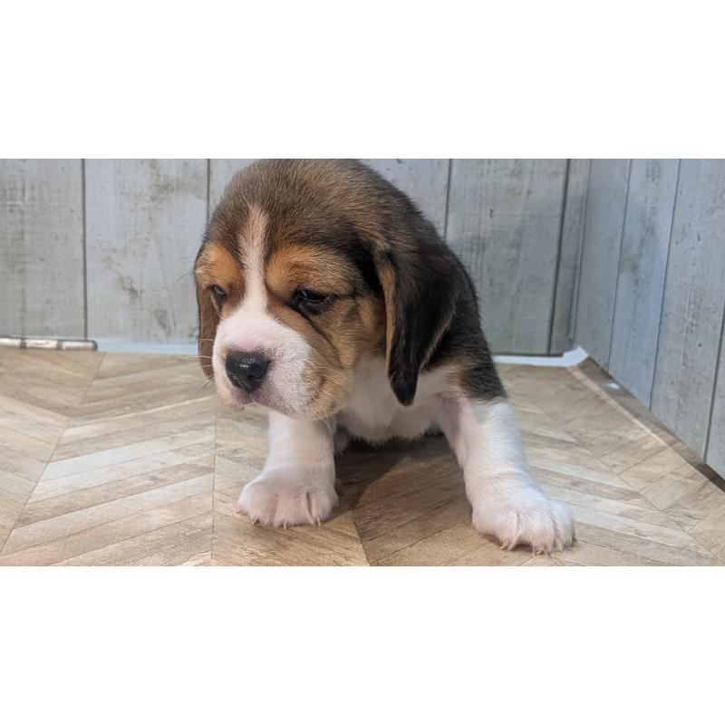 成約済の熊本県のビーグル-440793の15枚目