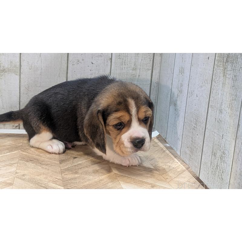 成約済の熊本県のビーグル-440793の14枚目