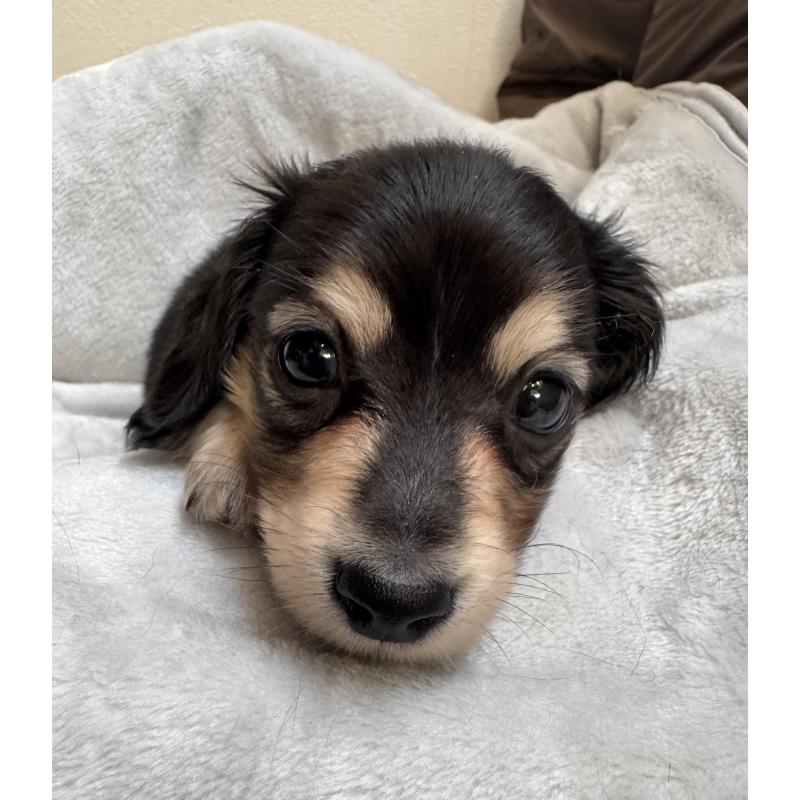 販売中の奈良県のミニチュアダックスフンド(ロングヘアード)-442566の5枚目