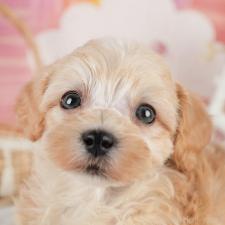 ♀︎マルプー:マルチーズ×トイプードル