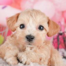 ♀︎マルプー:マルチーズ×トイプードル