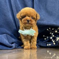 ♀︎トイプードル