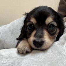 オンライン見学