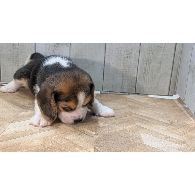 成約済の熊本県のビーグル-440795の8枚目