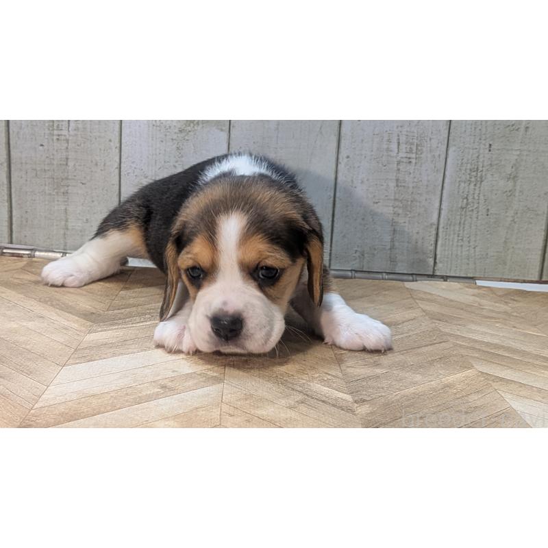 成約済の熊本県のビーグル-440795の7枚目