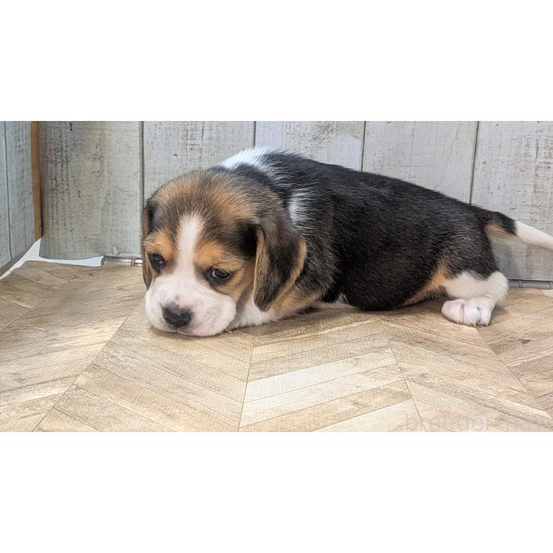 成約済の熊本県のビーグル-440795の6枚目