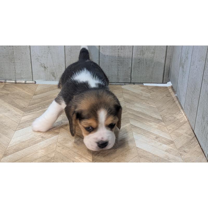 成約済の熊本県のビーグル-440795の5枚目