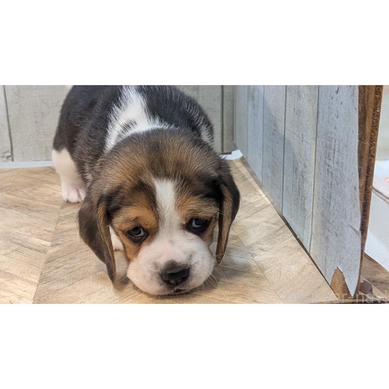 成約済の熊本県のビーグル-440794の9枚目