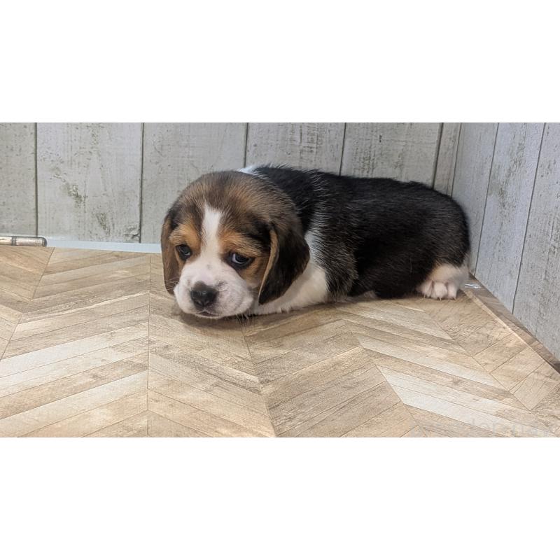 成約済の熊本県のビーグル-440794の7枚目