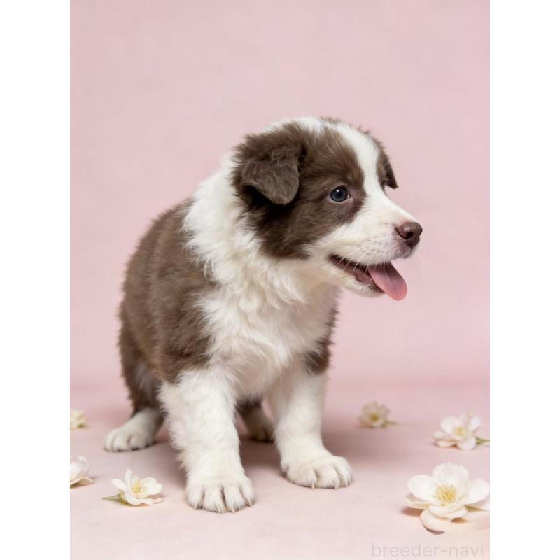 成約済の茨城県のボーダーコリー-442420の2枚目