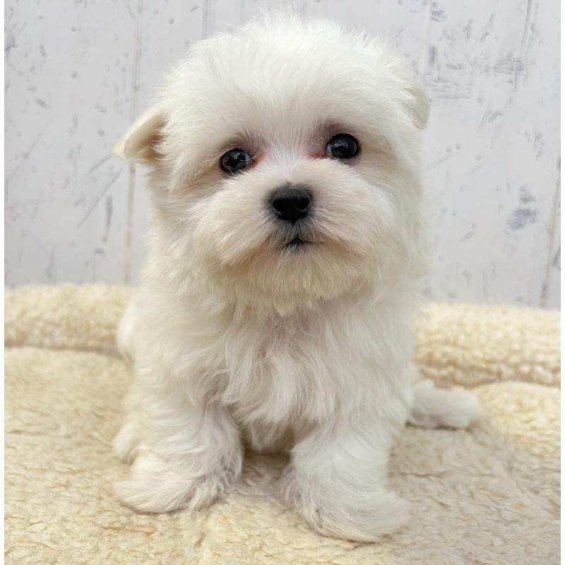 販売中の千葉県のマルチーズ-443874の3枚目