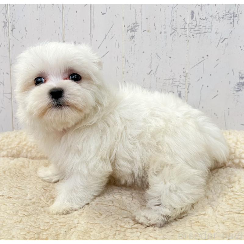 販売中の千葉県のマルチーズ-443874の2枚目