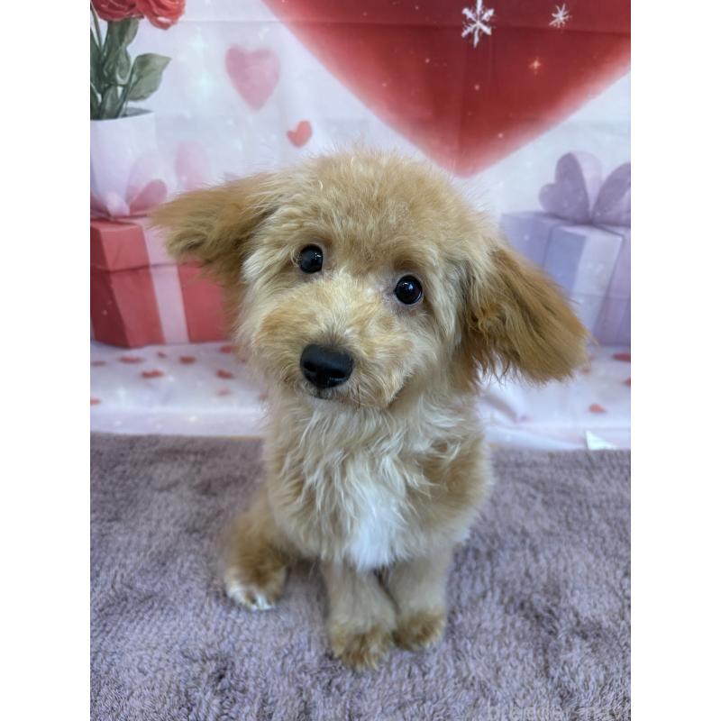 成約済の静岡県のミックス犬-410541の6枚目