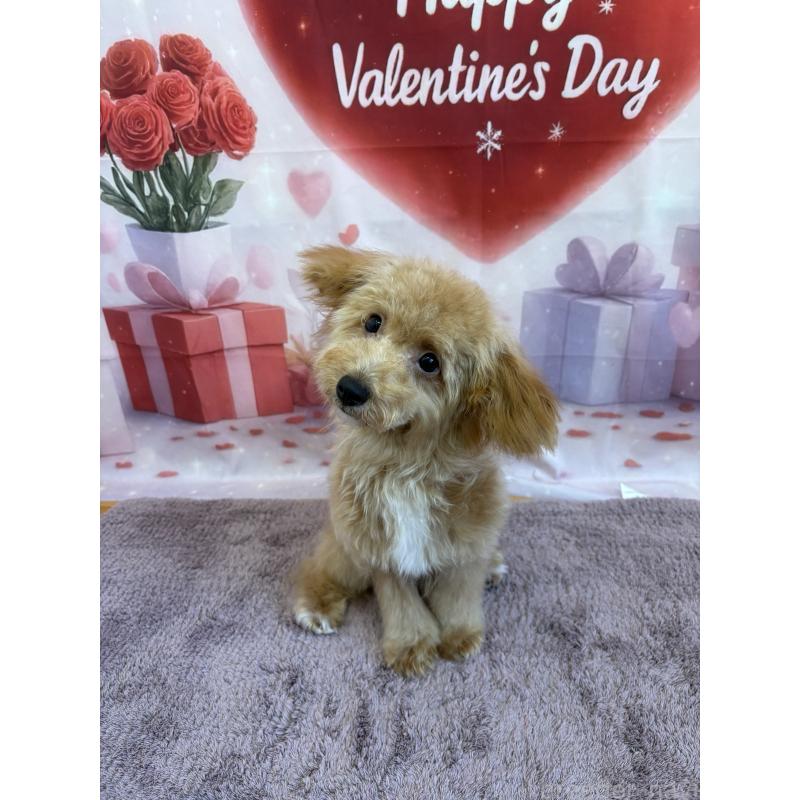 成約済の静岡県のミックス犬-410541の5枚目