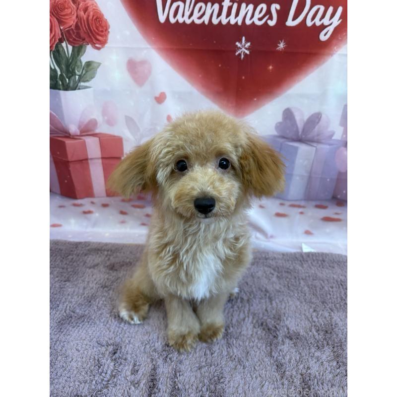 成約済の静岡県のミックス犬-410541の4枚目