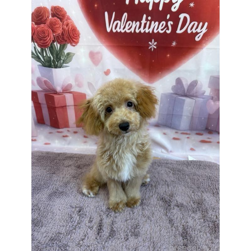 成約済の静岡県のミックス犬-410541の3枚目