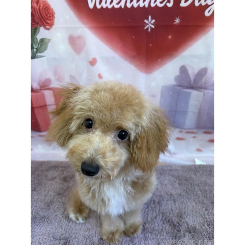 成約済の静岡県のミックス犬-410541の2枚目