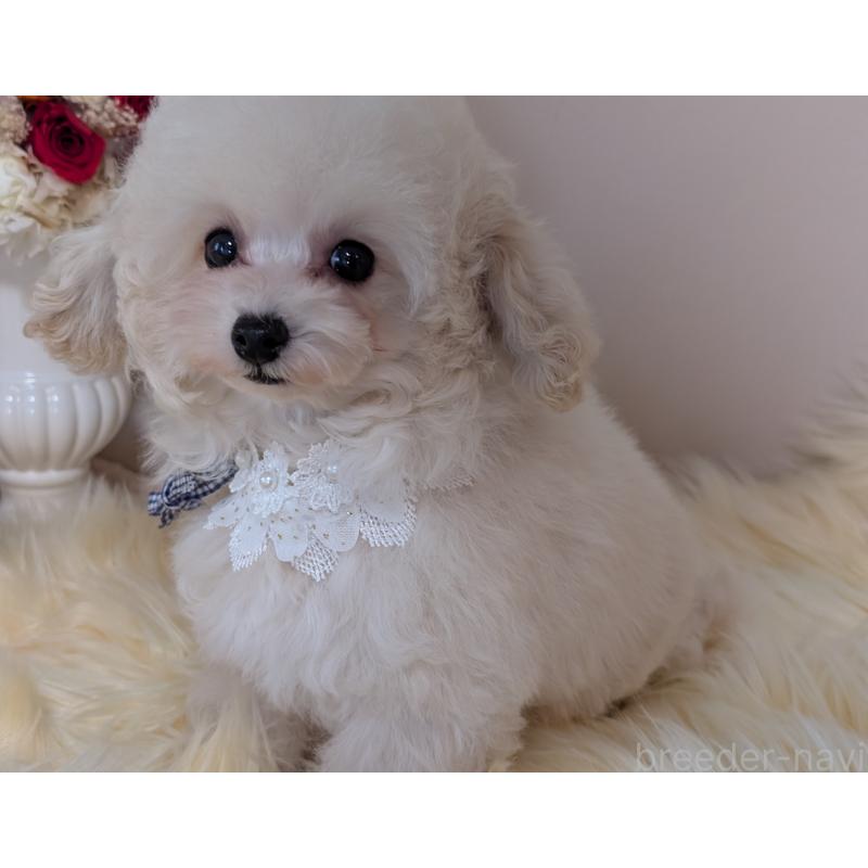 販売中の新潟県のティーカッププードル-444616の5枚目