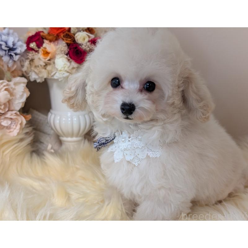 販売中の新潟県のティーカッププードル-444616の4枚目