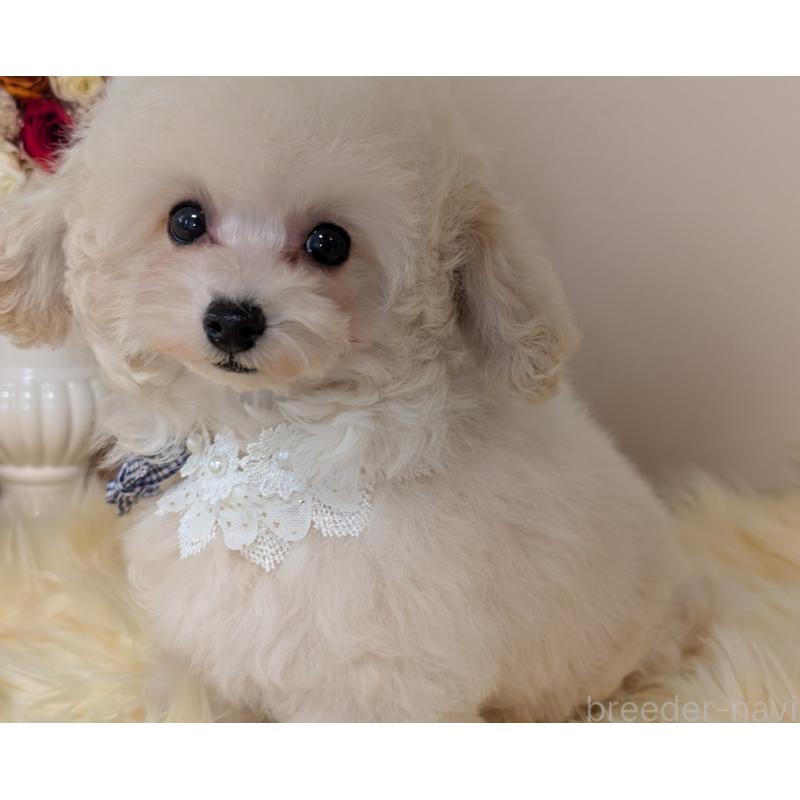 販売中の新潟県のティーカッププードル-444616の3枚目