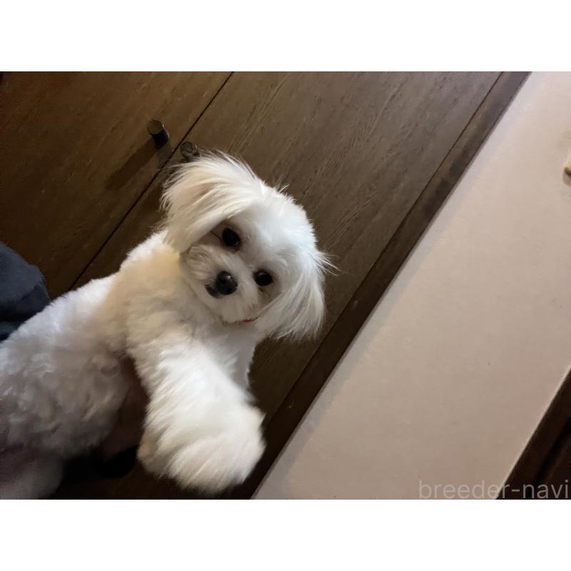 成約済の埼玉県のミックス犬-403681の8枚目