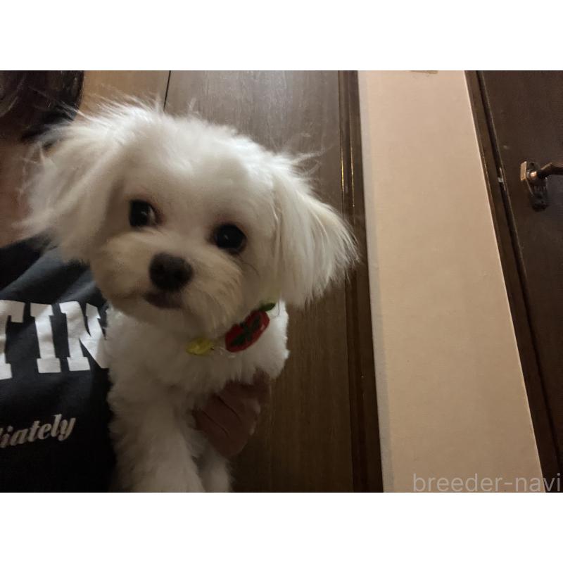 成約済の埼玉県のミックス犬-403681の7枚目